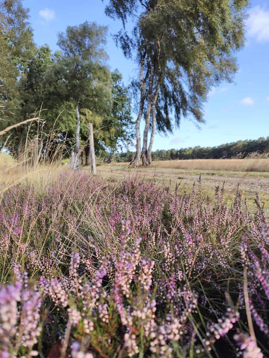 Heideblüte in Ollsen, Samtgemeinde Hanstedt in der Lüneburger Heide