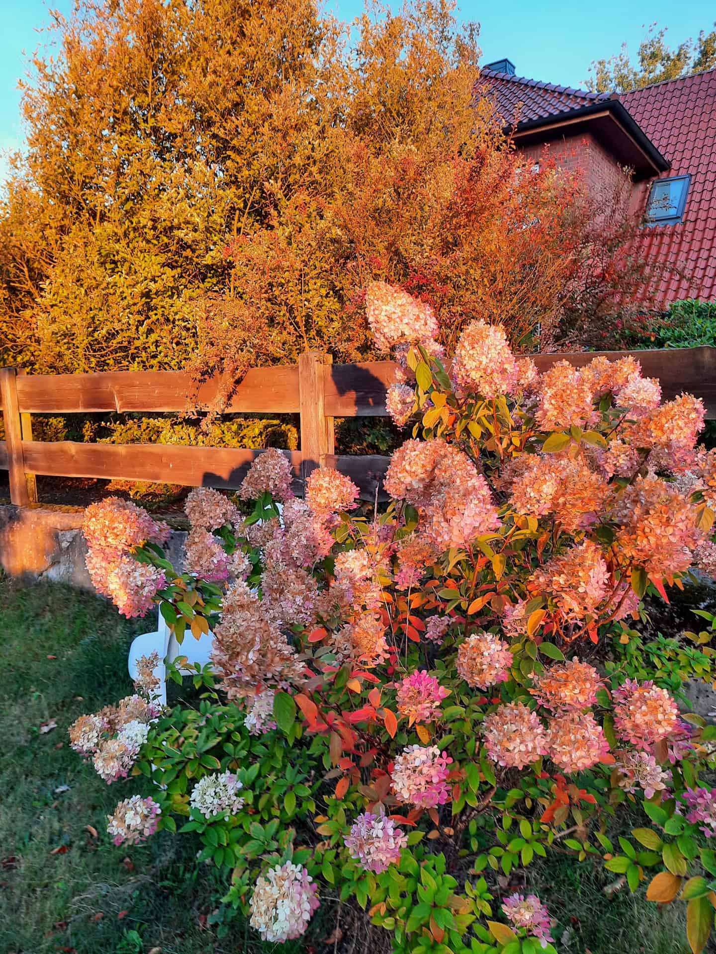 Herbstliche Gartenimpressionen aus der Pension Inselmann in Hanstedt-Ollsen