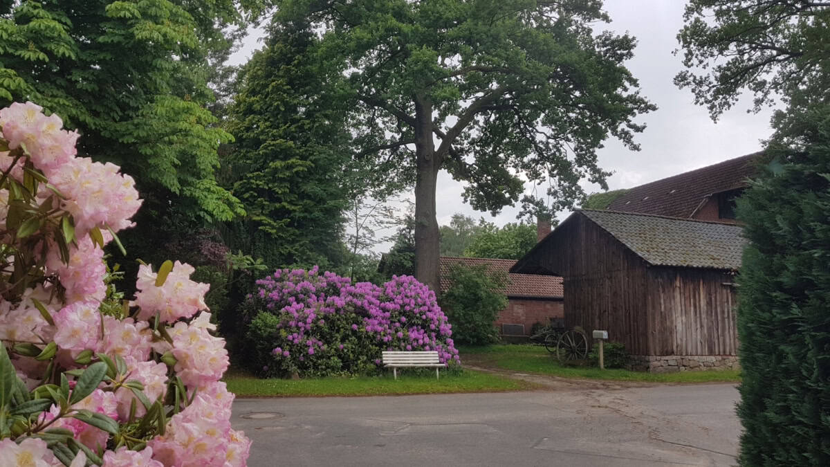 Hofeinfahrt mit Rhododrendronblüte | Ferienhaus Corinna Bisping in Ollsen in der Lüneburger Heide