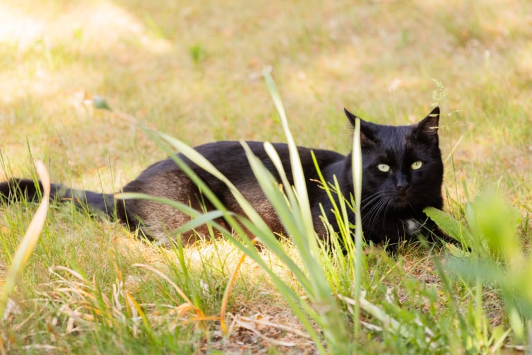 Hofkatze Binx auf Ferienhof Drewes in Ollsen/Lüneburger Heide