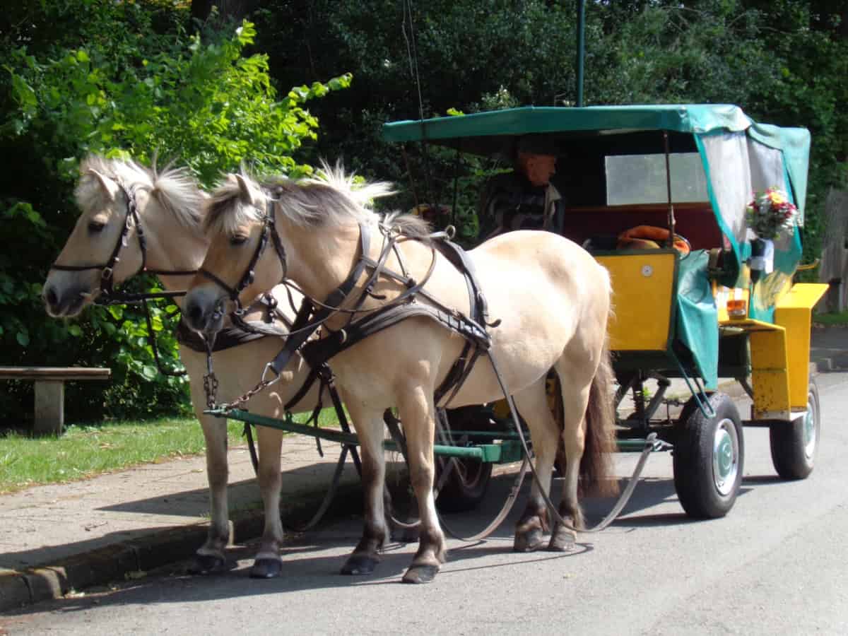 Entdecken Sie die wunderschöne Heidelandschaft bei einer Kutschfahrt!