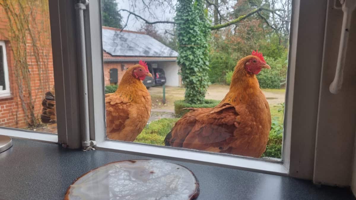Neugierige Mitbewohner des Ferienhauses Corinna Bisping in Ollsen in der Lüneburger Heide