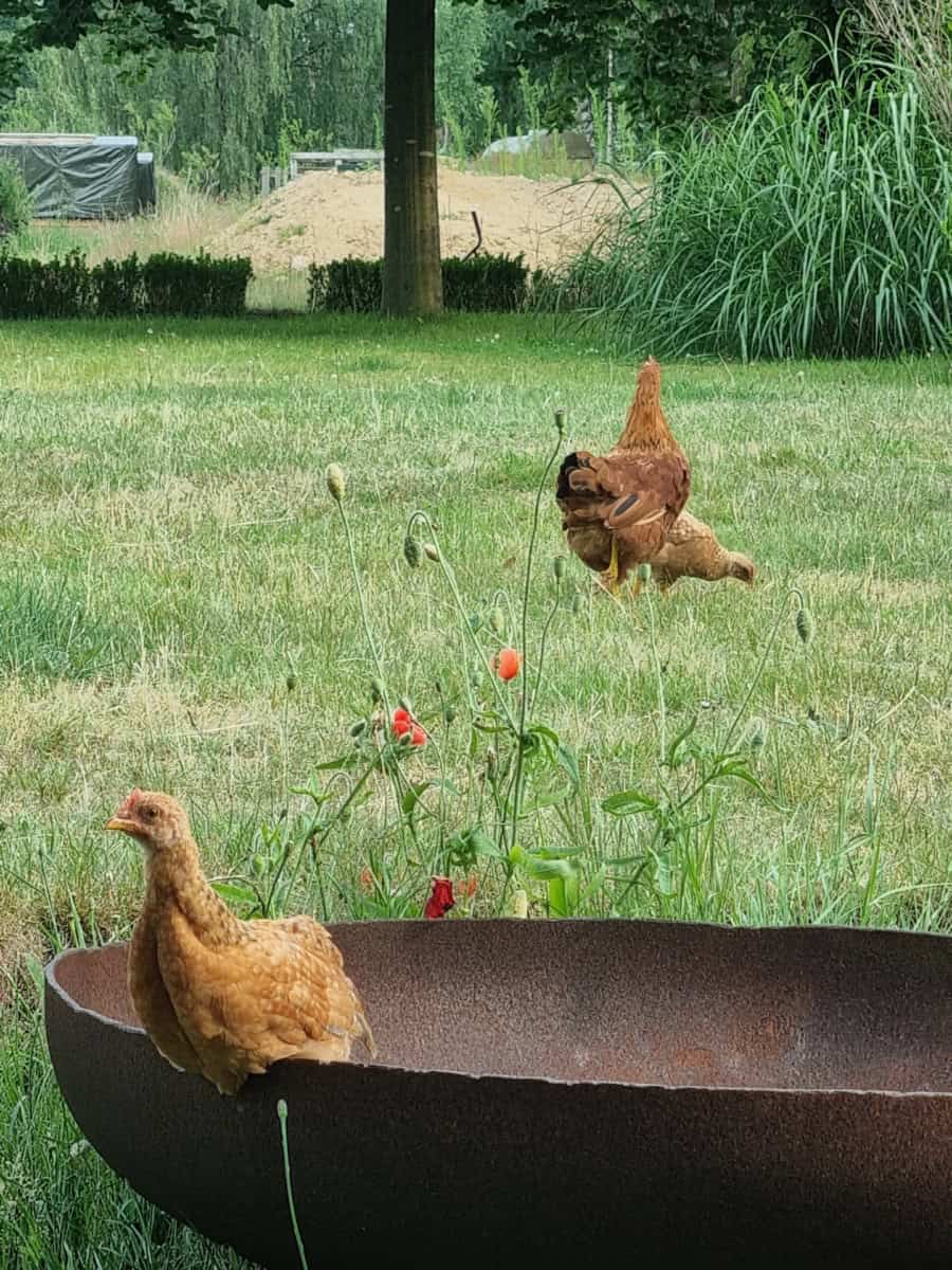 Geflügelte Mitbewohner auf dem Grundstück des Ferienhauses Corinna Bisping in Ollsen in der Lüneburger Heide