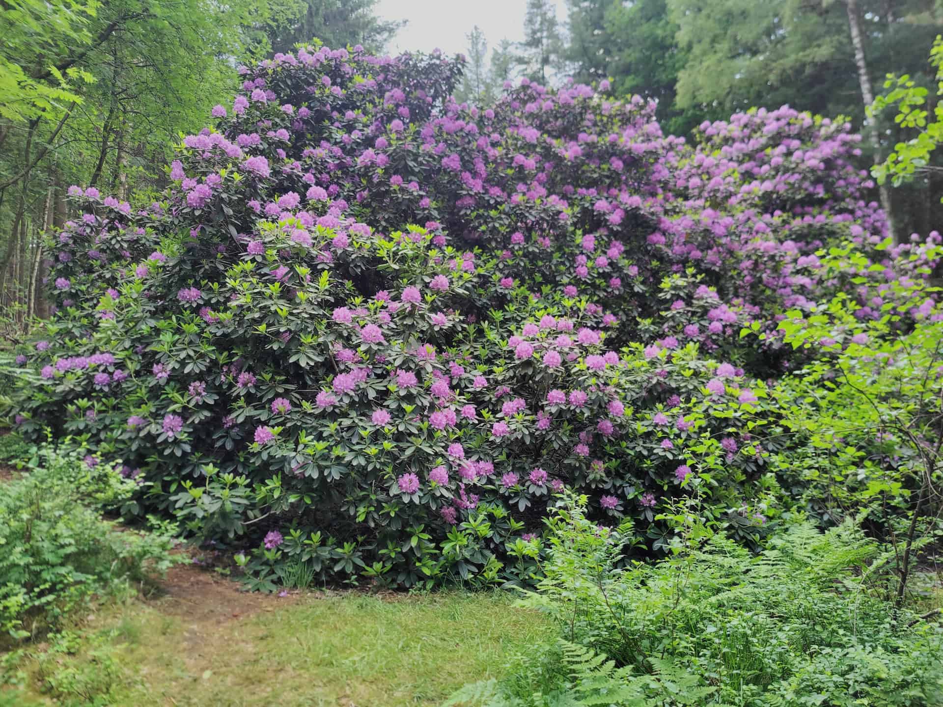 Ollsen blüht auf: blühender Rhododendron