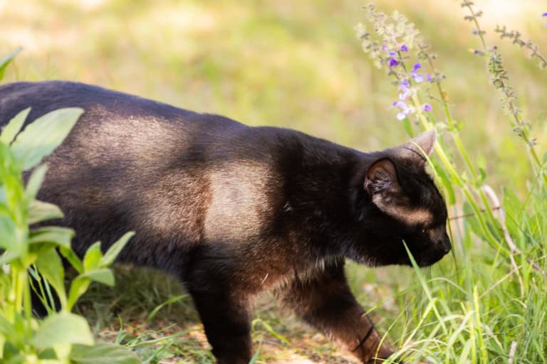 Kater Tommy auf der Pirsch auf dem Ferienhof Drewes in Ollsen/Lüneburger Heide