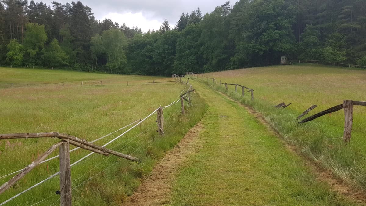 Weg durch die Weiden | Ferienhaus Corinna Bisping in Ollsen in der Lüneburger Heide