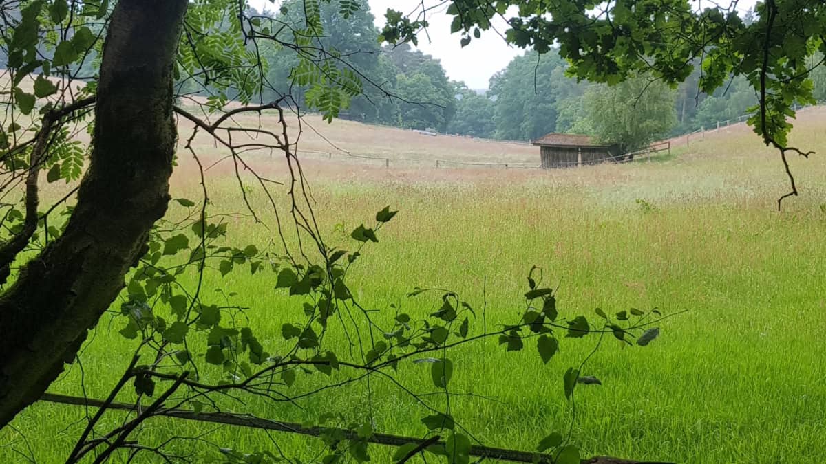 Wiesen und Weiden in der Umgebung des Ferienhauses Corinna Bisping in Ollsen in der Lüneburger Heide
