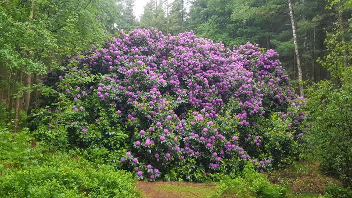 Rhododendronblüte in der Umgebung des Ferienhauses Corinna Bisping in Ollsen in der Lüneburger Heide