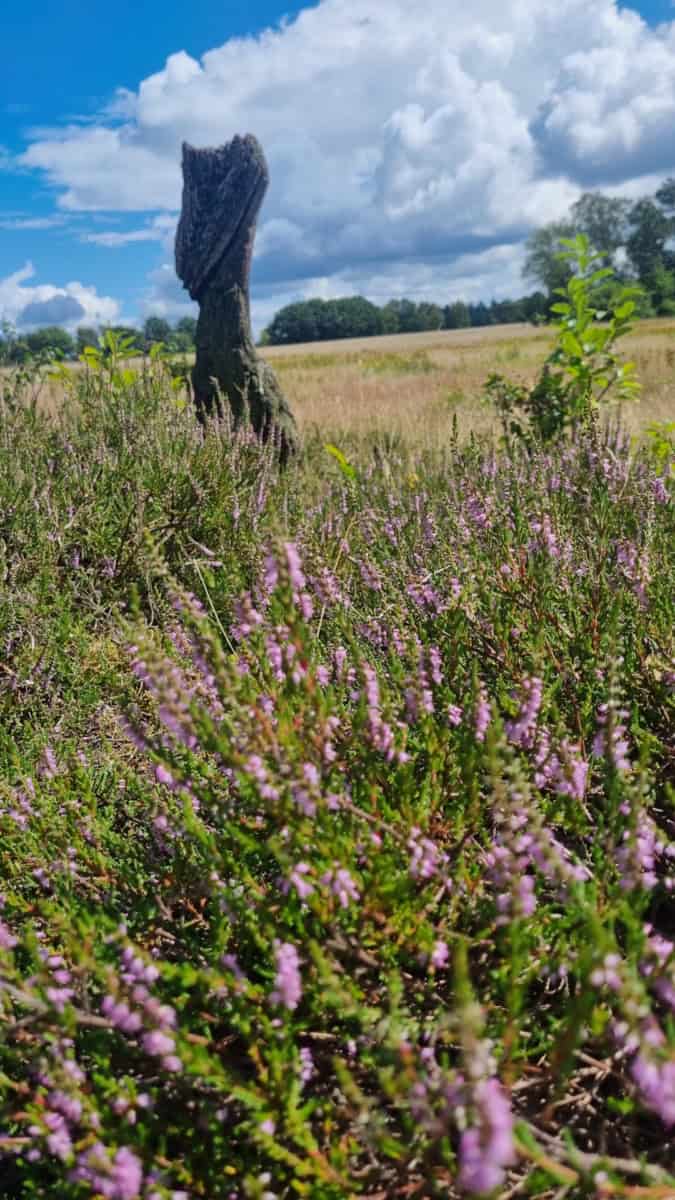 Heideblüte in der Ollsener Heide | Ferienhaus Corinna Bisping in Ollsen in der Lüneburger Heide